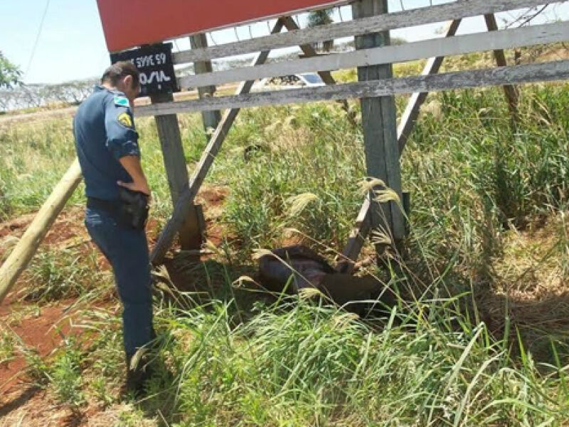 Homem encontrado morto nas margens da BR 163 em Dourados é identificado