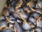 Telenet e prefeituras de Glória de Dourados e Ivinhema realizam doação de uma tonelada de peixe 