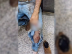 Trabalhador relata ter sido atacado por onça durante colheita