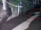 Onça-pintada é flagrada atacando e carregando cachorro para mata em chácara de Corumbá (vídeo)