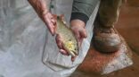 Dourado jovem resgatado durante operação que realocou peixes que estavam no Rio da Prata, este ano 