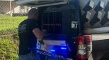 Momento da chegada da mulher na Polícia Civil de Ivinhema - Foto: Divulgação
