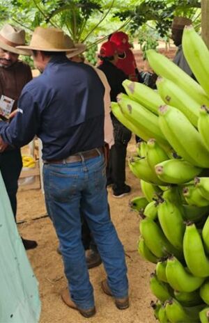 Tecnofam: o professor que plantou banana para dar errado e virou vitrine da agricultura familiar