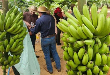 Tecnofam: o professor que plantou banana para dar errado e virou vitrine da agricultura familiar