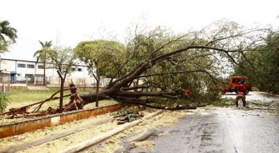 Registros de árvores caídas no Santa Emília e Vila Bandeirantes (Foto: Leonardo de França)