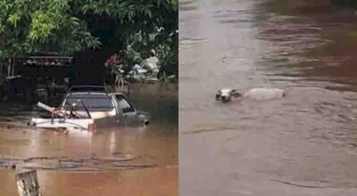 Rio transborda, cobre carro, casas e correnteza leva vaca. (Foto: Reprodução)