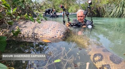 O corpo da capivara boiava sobre o rio, por causa do alimento sendo ingerido. Foto: Juca Ygarapé/Arquivo Pessoal