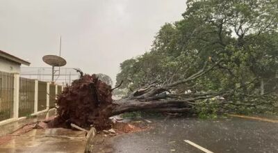 Em Campo Grande, 154 árvores foram arrancadas pelos ventos; em Dourados, são cerca de 120.