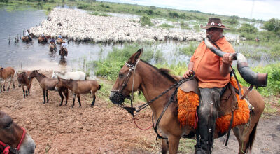 Com criação de RPPNs no Pantanal o homem e o boi estão perdendo espaço por conta de leis mal elaboradas. Foto: Sílvio de Andrade