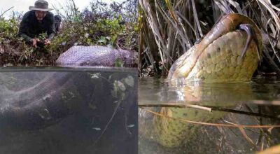 Na primeira imagem, sucuri de 6 metros estava ingerindo uma capivara ao lado de Daniel - (Fotos: Eli Martinez e Daniel de Granville)