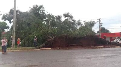 Árvore cai em dois carros no Jardim Corcovado (Foto: Direto das Ruas) - CREDITO: CAMPO GRANDE NEWS
