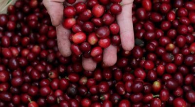 Estimativas da safra de café de 2022 são abaixo dos resultados de 2020. Conab afirma que é reflexo das condições climáticas