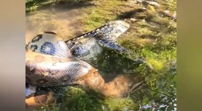 Flagrante foi feito esta semana, em Bonito (MS). Foto: Reprodução/Redes Sociais