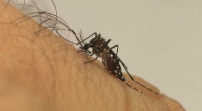 DENGUE
