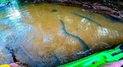 FOTO: OSULMATOGROSSENSE