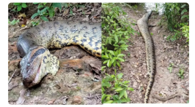 Cobra de quase 7 metros foi encontrada morta.  Foto: Reprodução