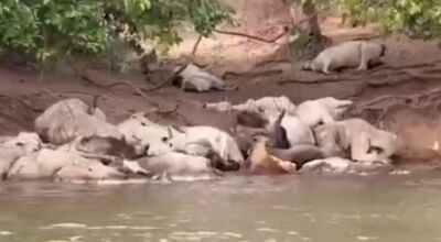 VÍDEO: Folha de Campo Grande