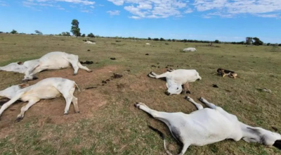 GADO - Cerca de 3 mil bovinos morreram por hipotermia em 2024 (Reprodução, Iagro)