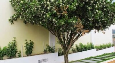 Fotos: Divulgação