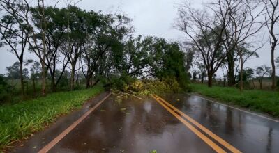 Árvore caída em rodovia nas proximidades de Caarapó - Foto: Divulgação