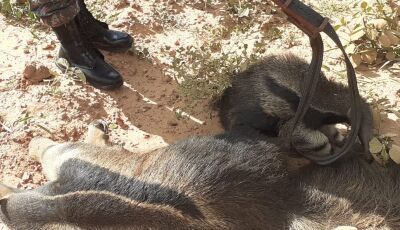 Acidente mata tamanduá-bandeira e filhote é encontrado agarrado ao corpo da mãe morta em MS