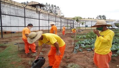 Reeducandos da Penitenciária de Naviraí se capacitam em técnicas de plantio e corte e costura