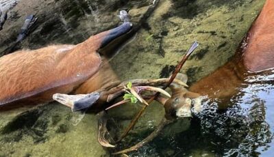 Em disputa por território, cervos do Pantanal travam as galhas e morrem afogados; veja fotos