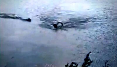 Vídeo: jacaré ataca homem em lago de cidade do MS