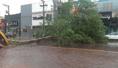 Internauta flagra árvore caindo na Marcelino Pires em Dourados, ASSISTA