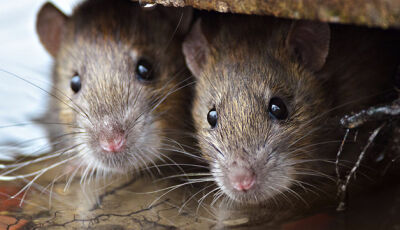 Policiais apreendem 235 ratos mortos antes de serem comidos em ritual de paz da máfia