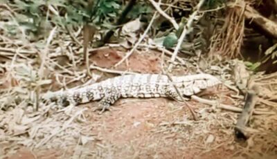 Leitor fatimassulense assíduo do Fatimanews filma momentos raros de um lagarto