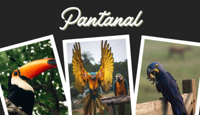 Norte-americano conhece Pantanal e registra flagrantes exclusivos da fauna pantaneira; veja fotos