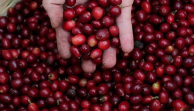 Conab prevê safra de café de 55,7 milhões de sacas em 2022