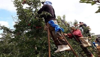 Funtrab ainda tem 916 vagas para indígenas trabalharem nas lavouras de maçãs em SC e RS