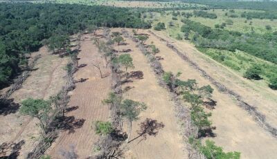 PMA autua 433 infratores e aplica R$ 7 milhões em multas por desmatamentos ilegais em 2021