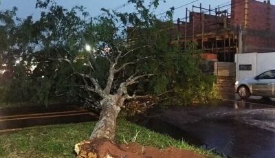 Defesa Civil aponta pelo menos 100 quedas de árvores em Dourados