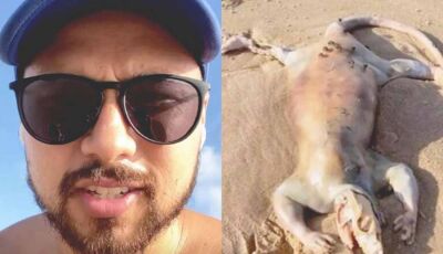 Animal "alienígena" é encontrado morto em praia na Austrália; vídeo