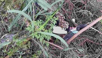 Homem é encontrado morto no meio do mato na saída de Dourados para Caarapó