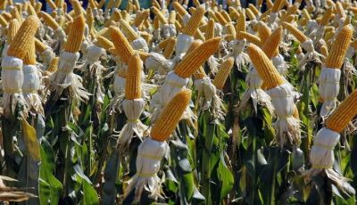 MS deve ter safrinha recorde de milho com alta de 80,9% na produção, aponta IBGE