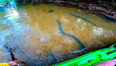 VÍDEO: Pescador registra sucuri passando por debaixo do seu caiaque em MS
