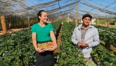 +Agro (MS): Família que produz morangos em Deodápolis é destaque em programa da Globo