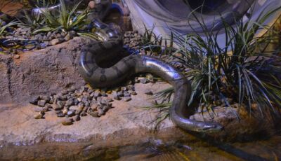 No Dia Mundial da Cobra, Bioparque Pantanal destaca importância da sucuri "Gaby" 