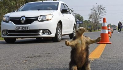 Estrada Viva leva animais empalhados para a pista em conscientização no Festival de Bonito