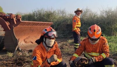 Com atuação no combate a incêndios florestais, Bombeiros também buscam por animais silvestres