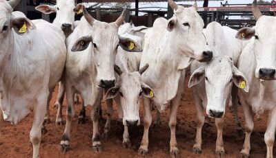SAD vai promover leilão on-line de 64 bovinos Nelore no próximo dia 19
