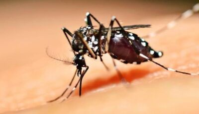 Período de chuvas e altas temperaturas: SES reforça cuidados para evitar criadouros da dengue; VEJA