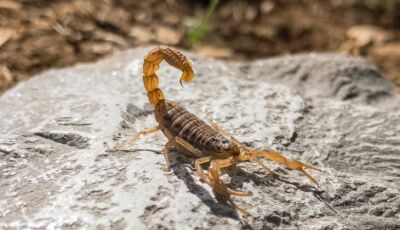 Mais de 3 mil acidentes deixam Mato Grosso do Sul em alerta para ataque de escorpião