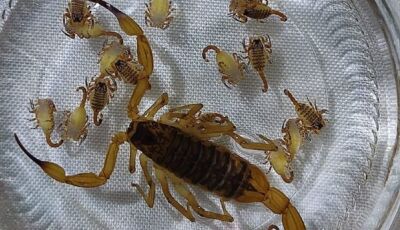 Virou rotina: morador acha 'mãe' e 23 filhotes de escorpião em cidade de MS