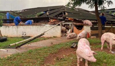 Vendaval chega a 80 km/h e arranca telhado de galpão de porcos em cidade de MS