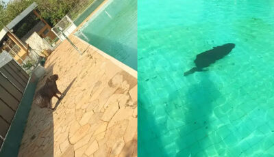 Flagrante inusitado: Capivara resolve tomar banho em piscina em cidade de MS